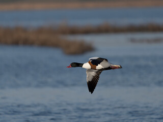 Shelduck, Tadorna tadorna
