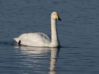 Whooper swan, Cygnus cygnus