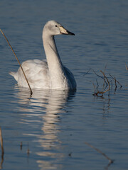 Whooper swan, Cygnus cygnus