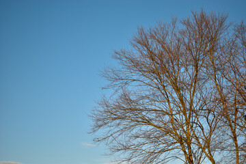 Albero su cielo azzurro