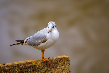 Amazing birds of Israel, birds of the Holy Land
