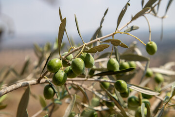 Fototapeta premium olives in tree in harvest time