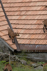 Goats on a terracotta roof, Alp Palfries, Switzerland