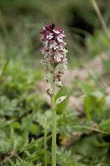 Fototapeta premium Burnt-tip orchis (Neotinea ustulata) on Palfries, Swiss Alps