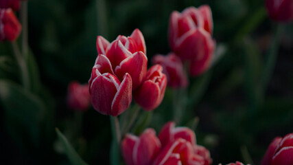 View above blooming red tulips with green leaves. Closeup beautiful flower buds.