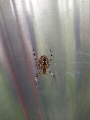 spider on web