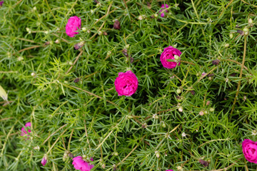 Flor onze-horas no jardim - portulaca grandiflora