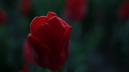 Obraz premium Macro shot of red flower. Closeup scarlet flower and green leaves in dark color.