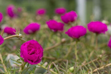 Flor onze-horas no jardim - portulaca grandiflora
