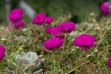 Flor onze-horas no jardim - portulaca grandiflora