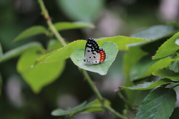 A butterfly on a leaf in a garden in daylight