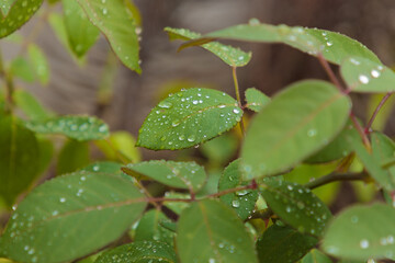 rain drops on a branch