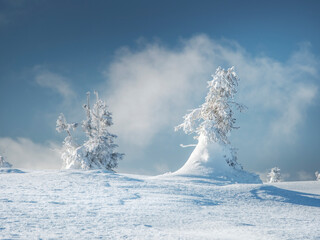 two pines under giant layer of snow on slope infront of cloud like forest monsters