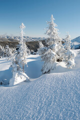 fresh snow on slope and pines in forest in mountains