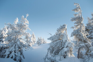 white snowed pines in winter forest under blue sky with copy space