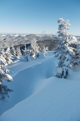 Obraz premium snowed slope and pines in forest in winter day
