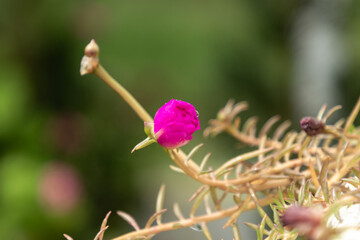 botão de onze-horas no jardim - portulaca grandiflora