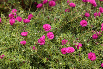 Flor onze-horas no jardim - portulaca grandiflora