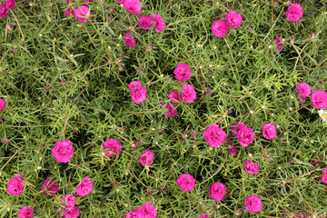 Flor onze-horas no jardim - portulaca grandiflora