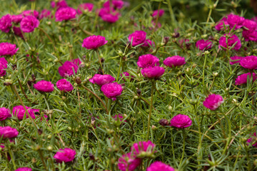 Flor onze-horas no jardim - portulaca grandiflora