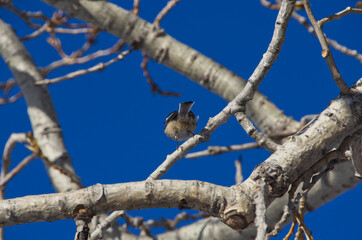 A Black-capped Chickadee in a Tree
