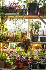 Many pots with a variety of plants in the interior of the room.