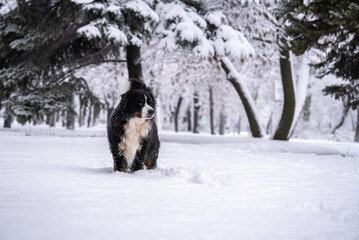Naklejka premium bernese mountain dog covered with snow walking through the big snow drifts. a lot of snow on winter streets