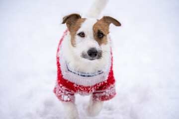 Jack russell terrier wear in red sweater during walking with snow on Winter