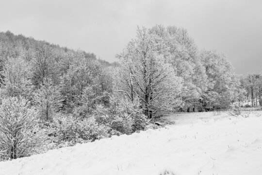 Black and white image of snow-covered treats taken across a field.