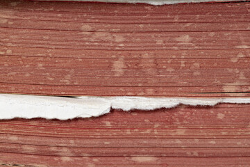 Old water-stained book end with torn page.