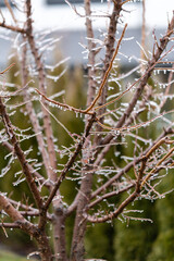 Tree with ice glaze. Rain and frost. Frozen icicles on the branches. Thaw. apricot tree