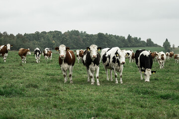Fototapeta na wymiar A herd of cows standing in the field, Sumava mountains, Czech republic