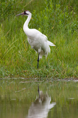 Fototapeta premium adult whooping crane standing at edge of pond