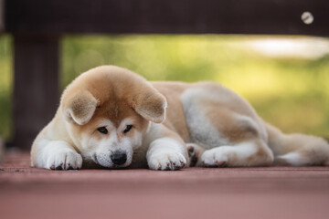 Small akita inu puppy dog resting on a wooden bridge on a bright sunny summer day