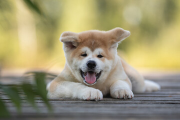 Small akita inu puppy dog resting on a wooden bridge on a bright sunny summer day