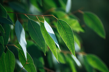 Fototapeta na wymiar Eucalyptus green leaves