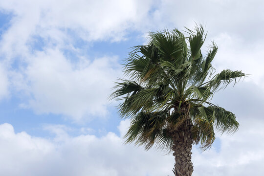 Awesome tropical palm tree with leaf palm tree on blue sky