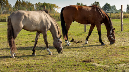 Naklejka na ściany i meble Horses eating hay from the ground on a paddock. Grullo coat color horse (Lusitano breed) and bay horse.