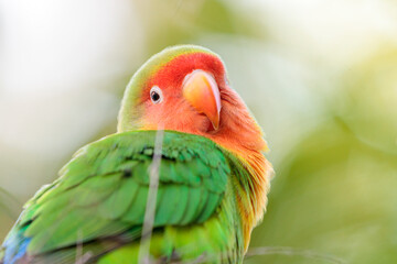 close up of a love bird