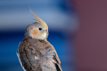 close up of a cockatiel