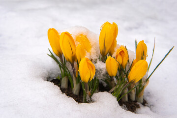 the first yellow flowers grow out of the snow spring.