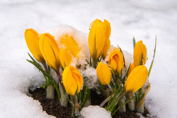 the first yellow flowers grow out of the snow spring.
