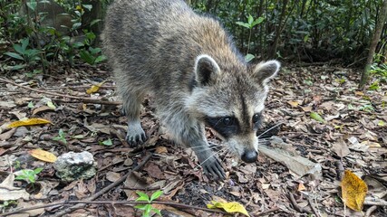 Naklejka premium Raccoon