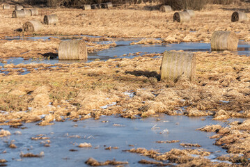 Hay rolls are located in flooded meadow water in spring. Floods, flood