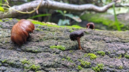 Mushroom