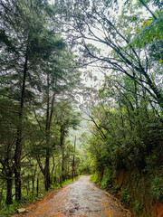 footpath in the woods