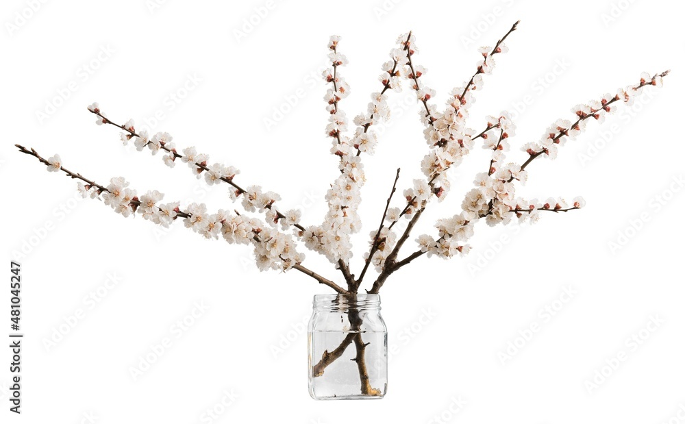 Canvas Prints Beautiful natural blooming tree spring flowers.