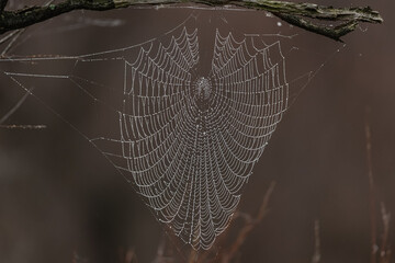 Spiderweb with waterdrops in Camargue, France