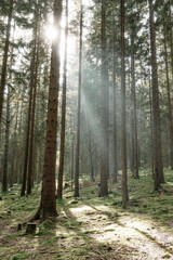Sunbeams in the forest in Sumava national park, Czech republic