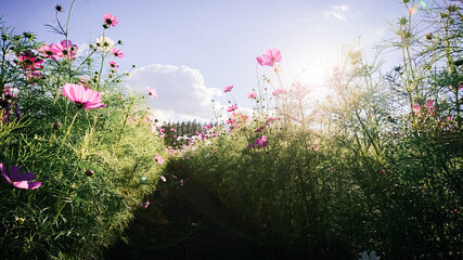 Obraz premium Cosmos flowers on the Ikoma Plateau, Kobayashi City, Miyazaki Prefecture